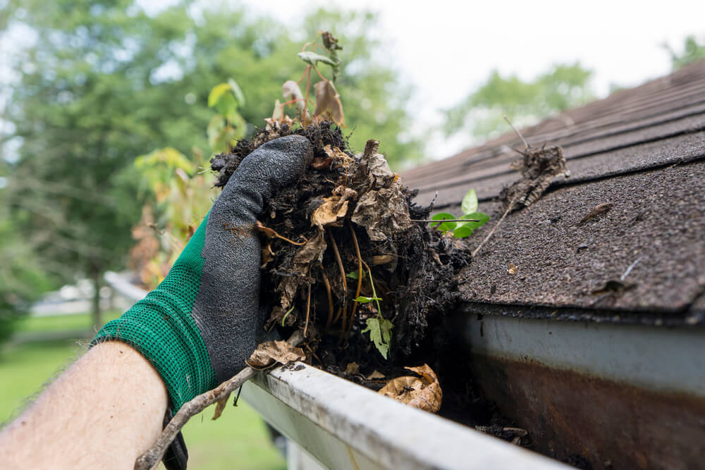 pest-free gutters 